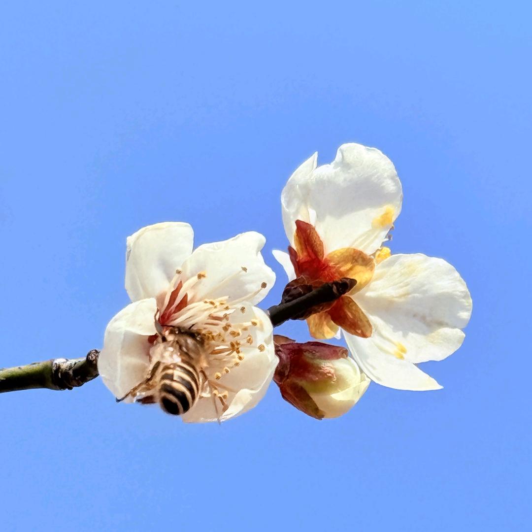 小鱼跳宝贝
