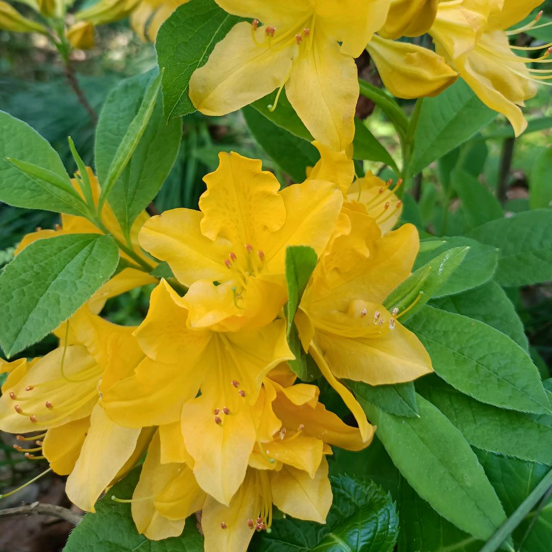 晓霞《透析新人生》