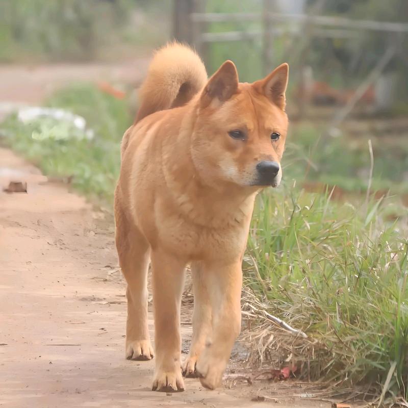 壮乡精品田园犬