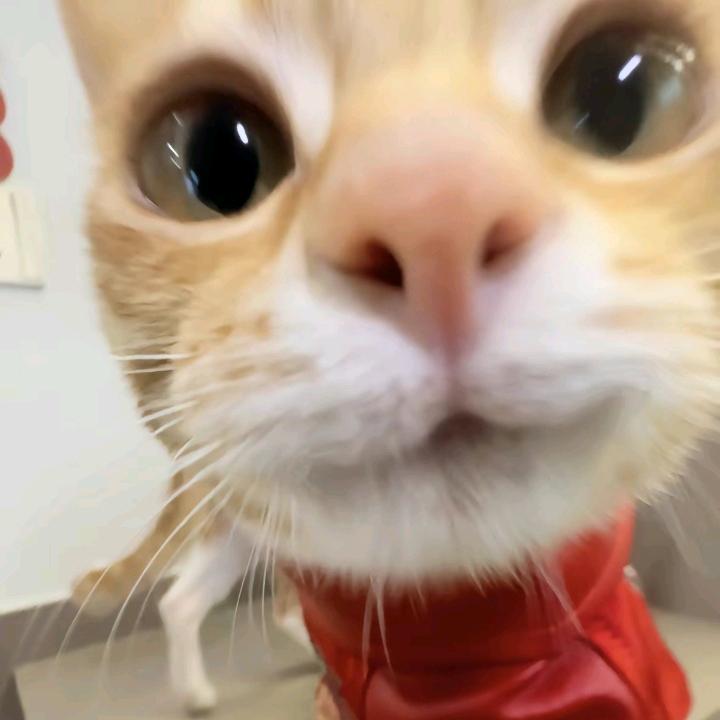 大眼龙妹👀
