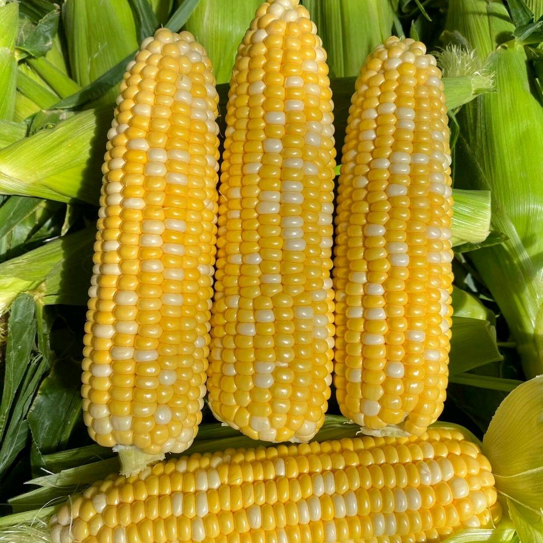 清子卖玉米🌽🌽
