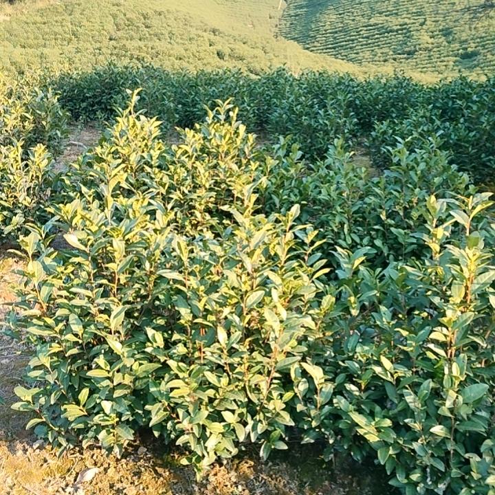 过客