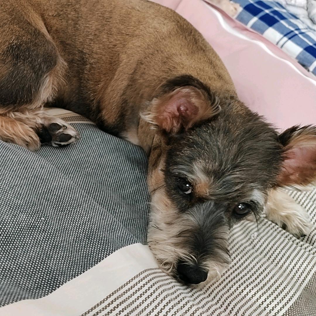 臭狗煤球快回来吧