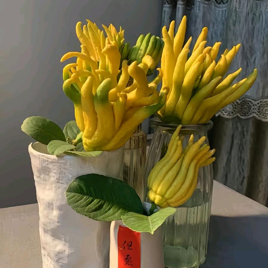 漫香亭金华佛手