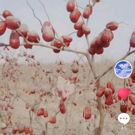 沙漠种的大红枣，