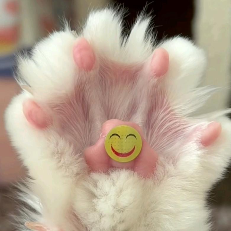 新萌猫