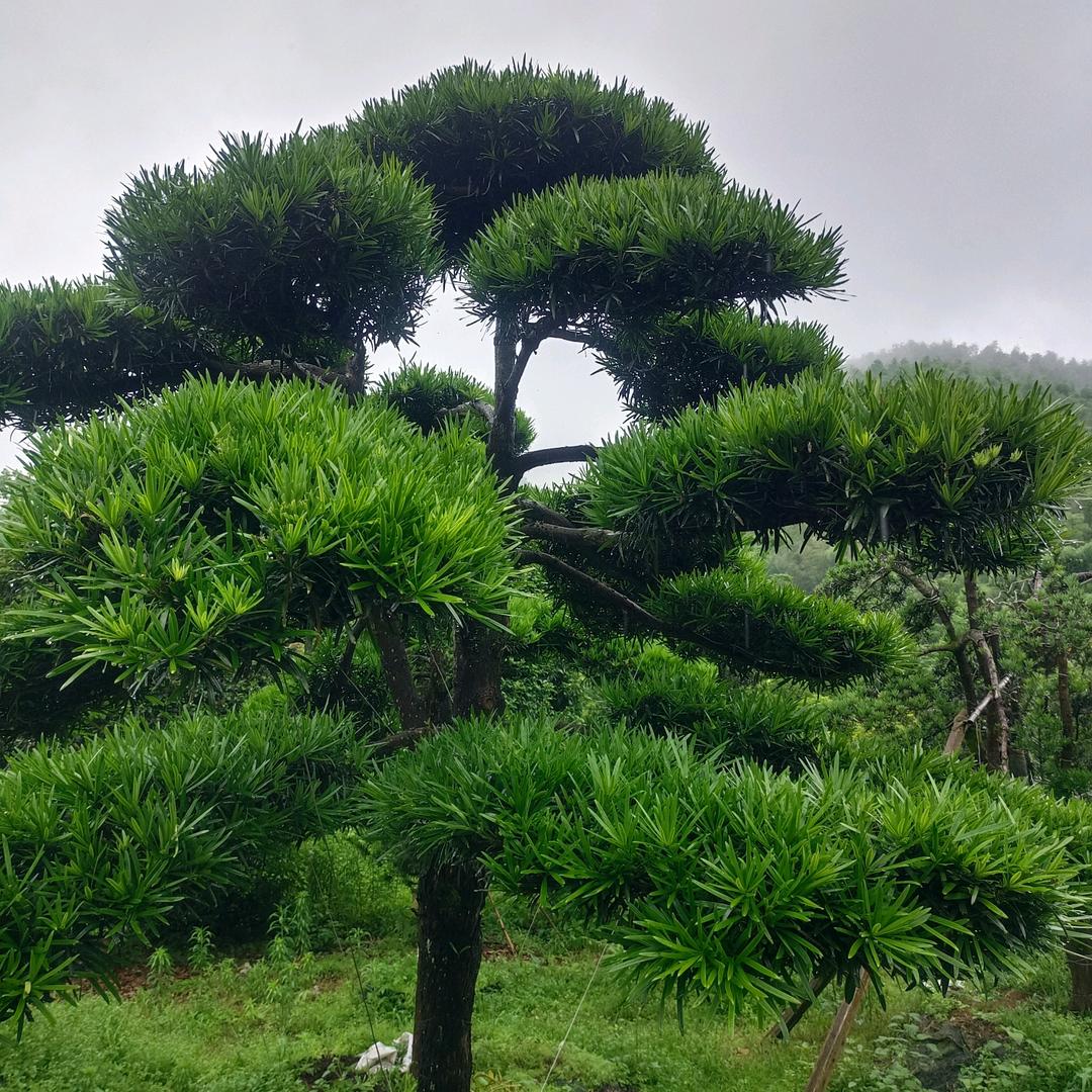 孤独一生