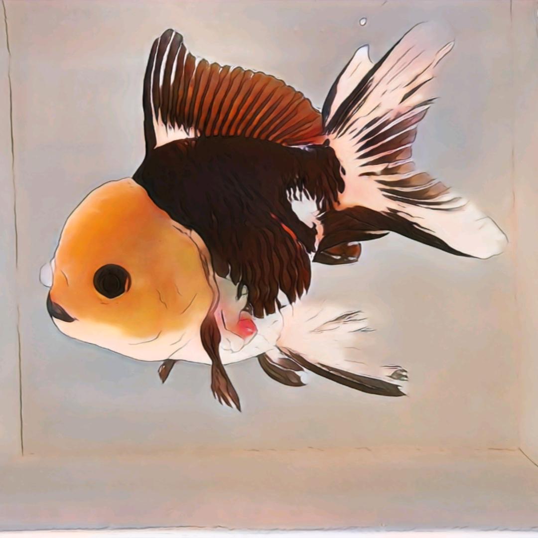 子鱼优品金鱼馆