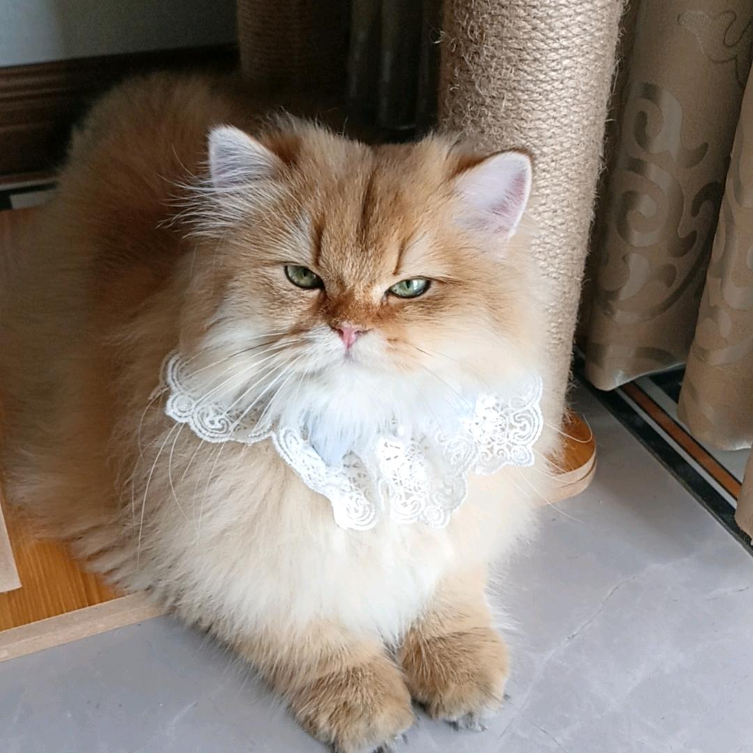 💞岁岁是只长毛猫🐱