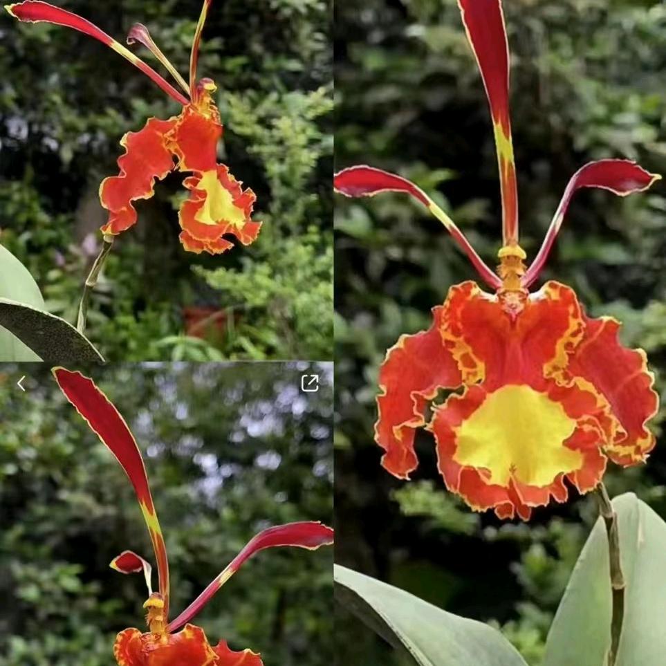 兰斛花卉