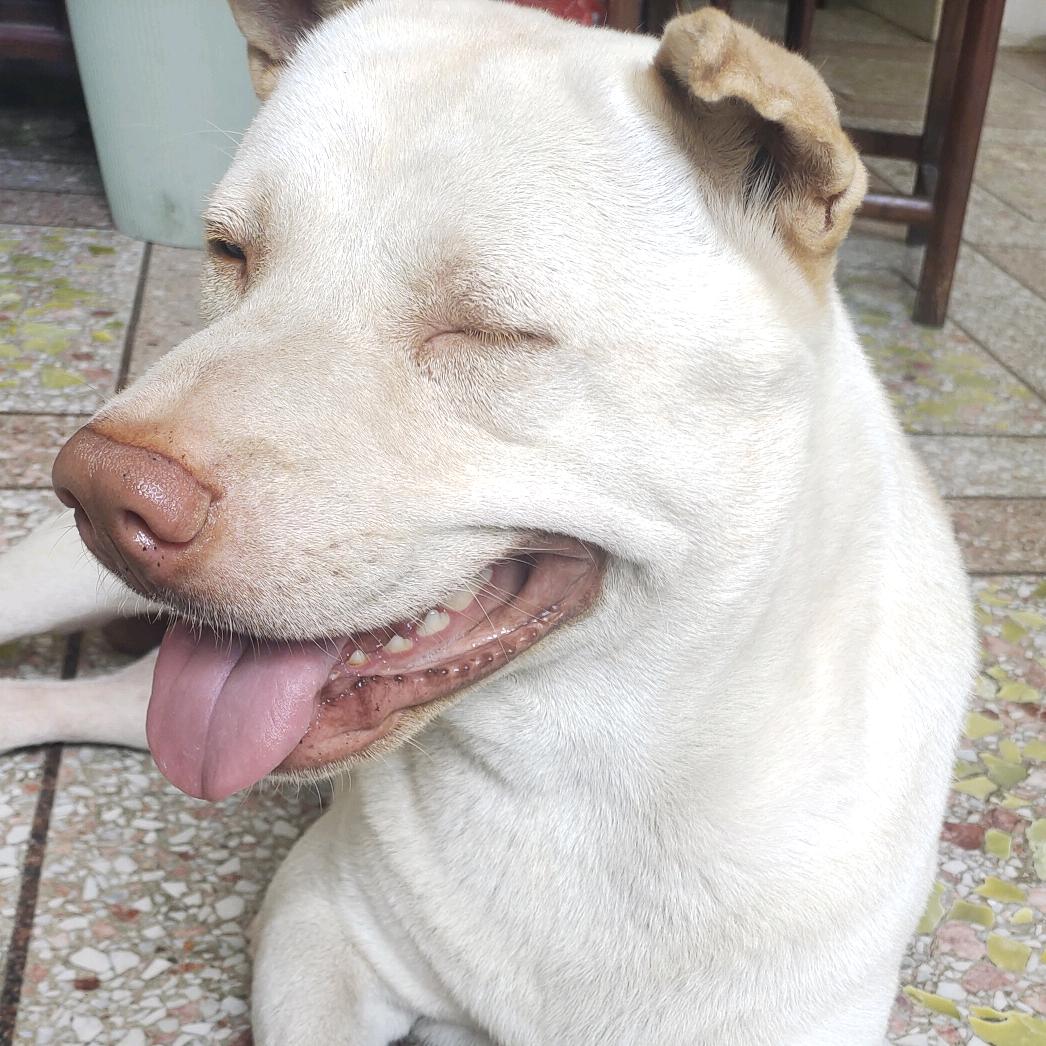 随心养三犬