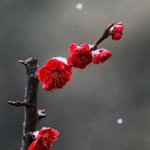农村大哥