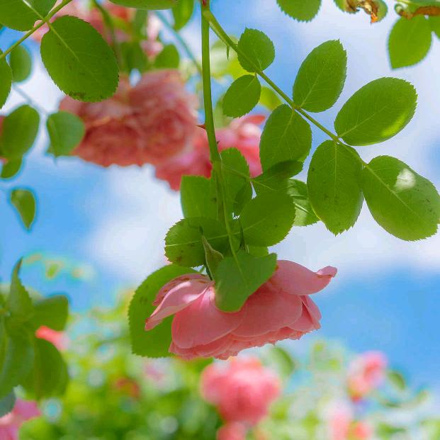 🌈🌈我不吃西柚🌈🌈