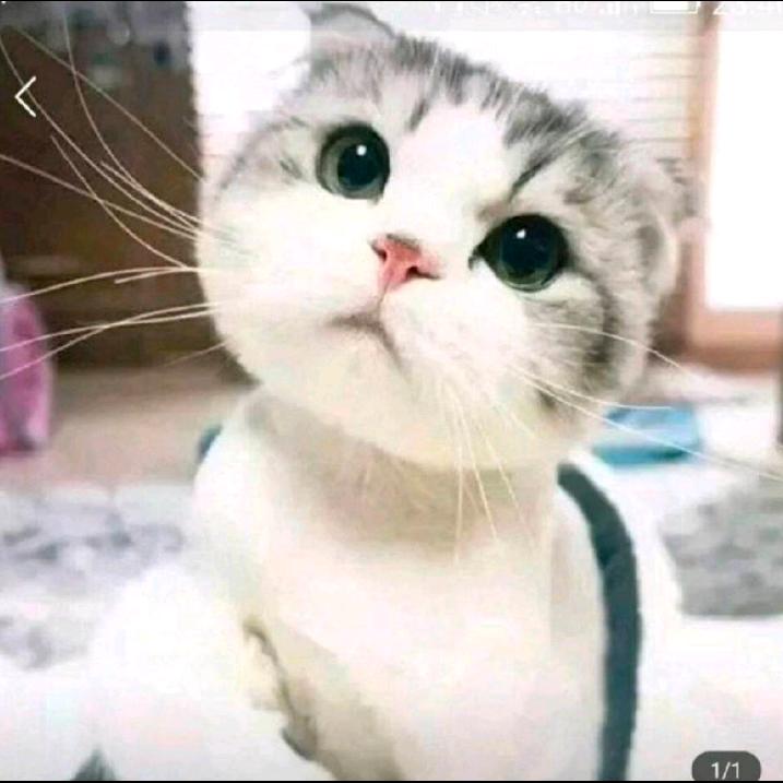 小花猫图书优选