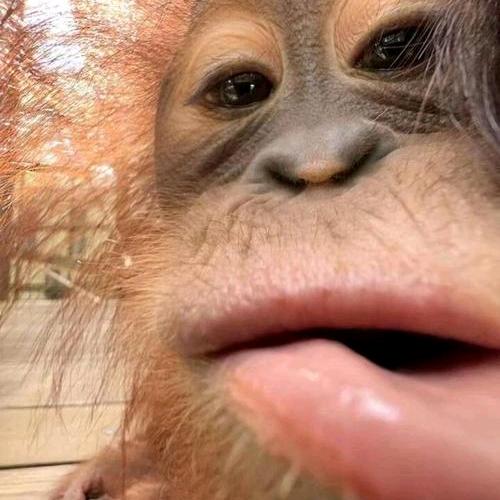 chimpanzee