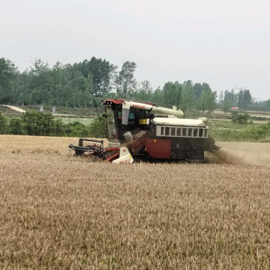 跨区收割小麦，玉米，水稻收割机：小郭