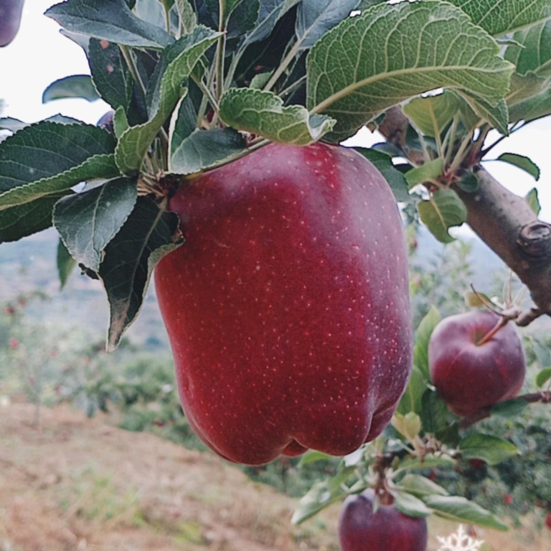 花牛苹果代办欢迎新老朋友