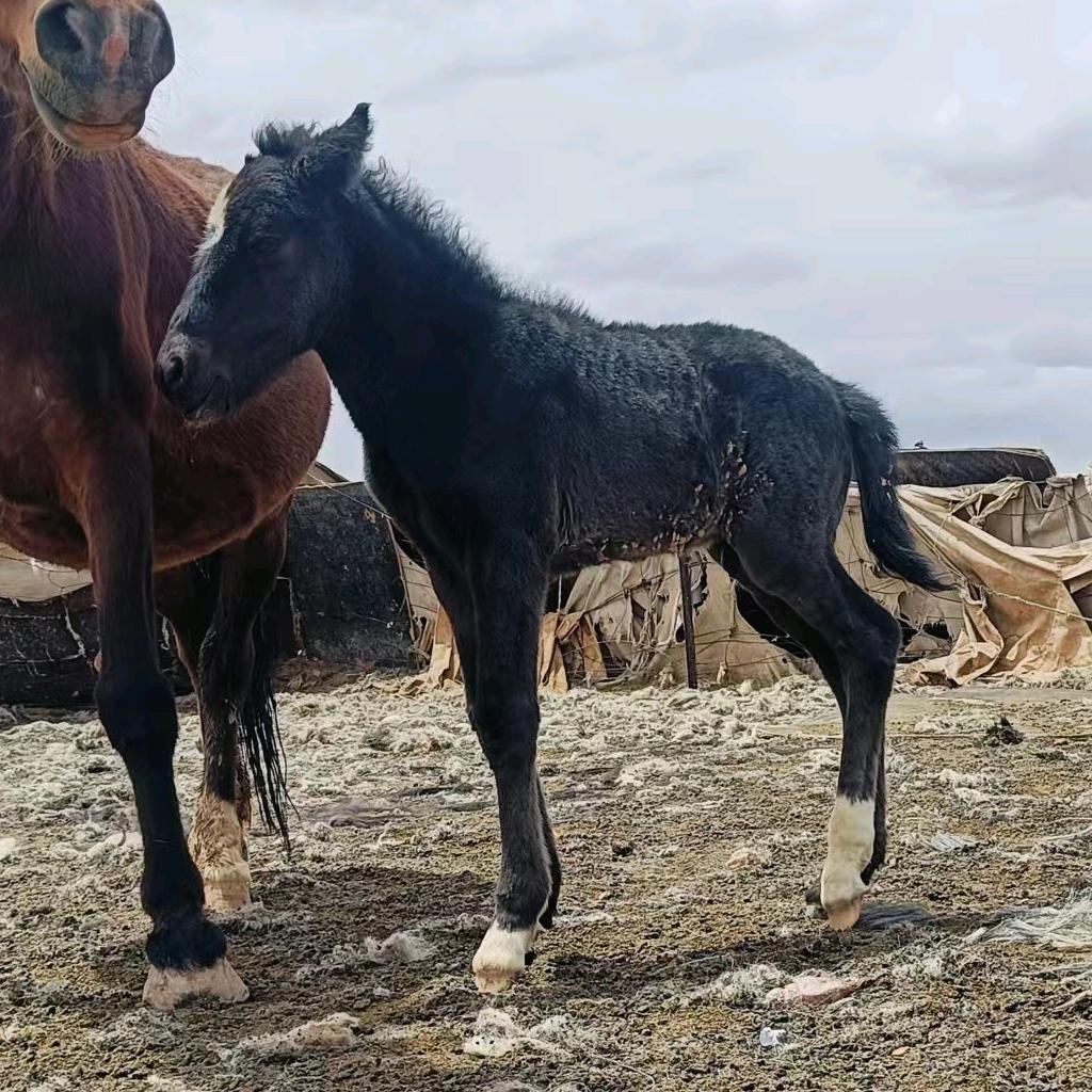 ལྷག་བསམ་དཀར་པོ་