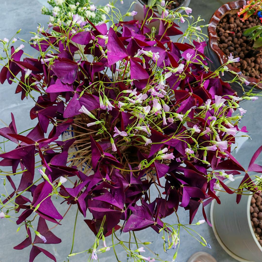 花开富贵🧚‍♀️🧚‍♀️🧚‍♀️?