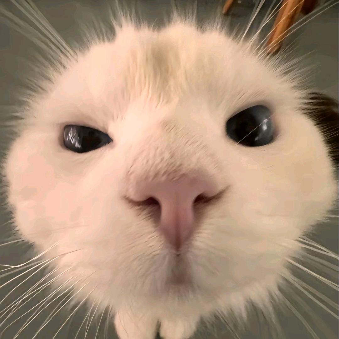 看看你的猫🐱