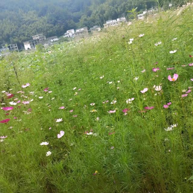 民间唢呐，冷冻机，雨棚出租