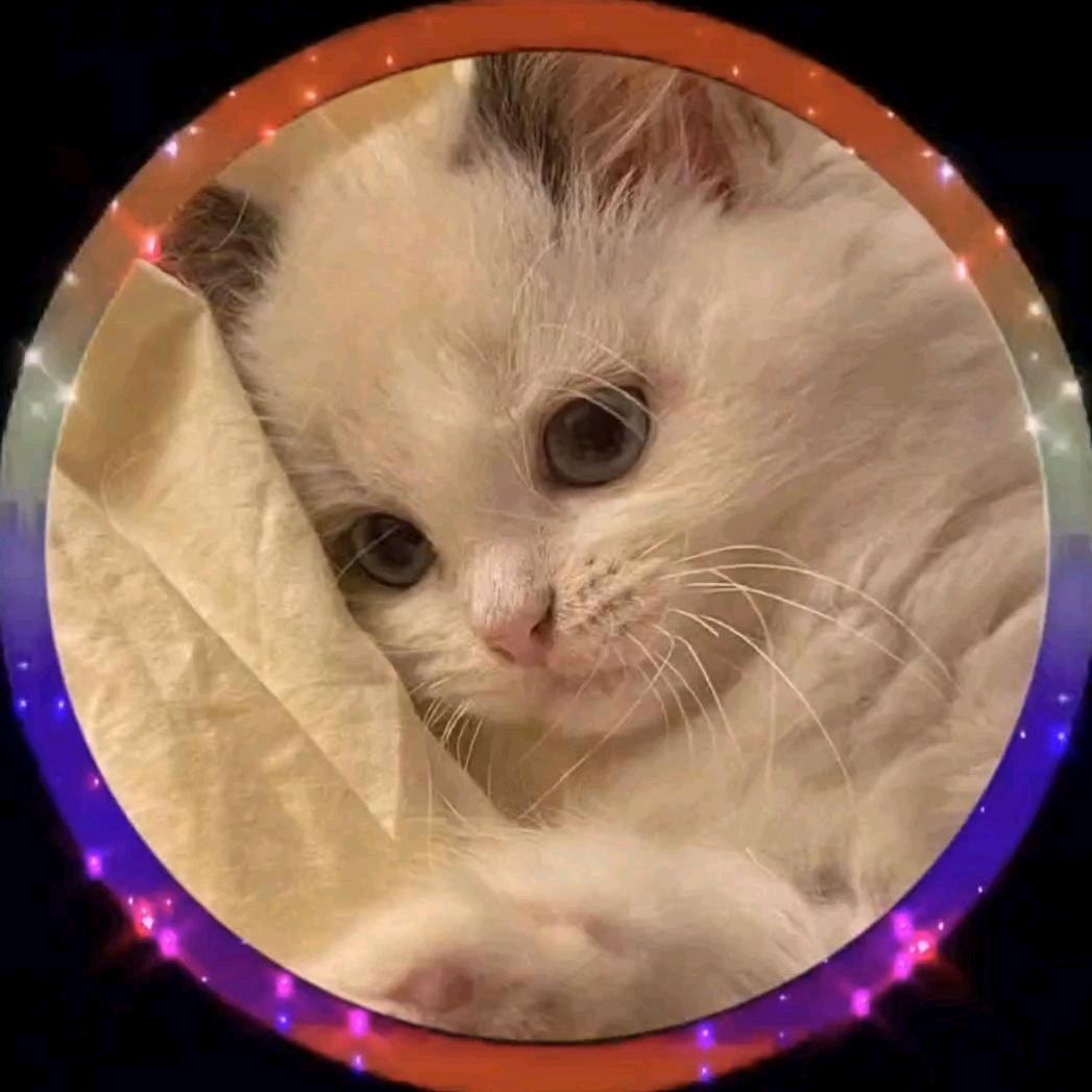 🌈影视无痕