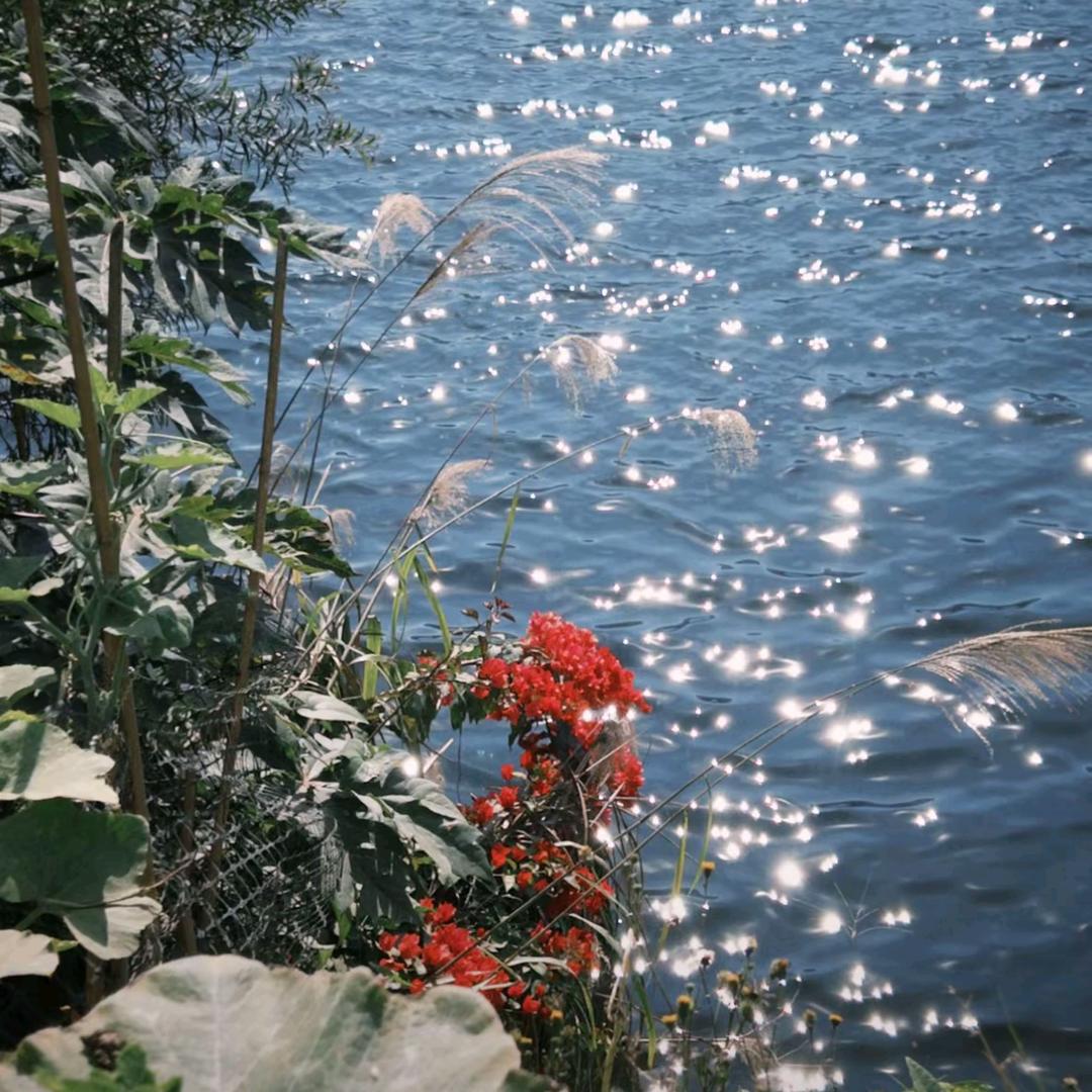 且行且珍惜🌺