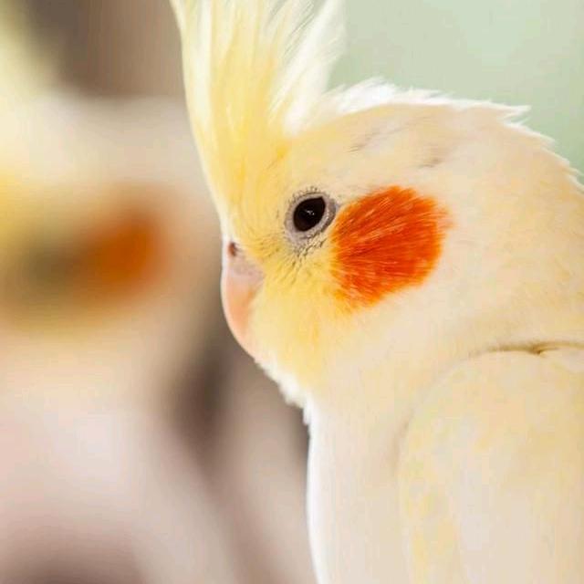 晨暮鹦鹉