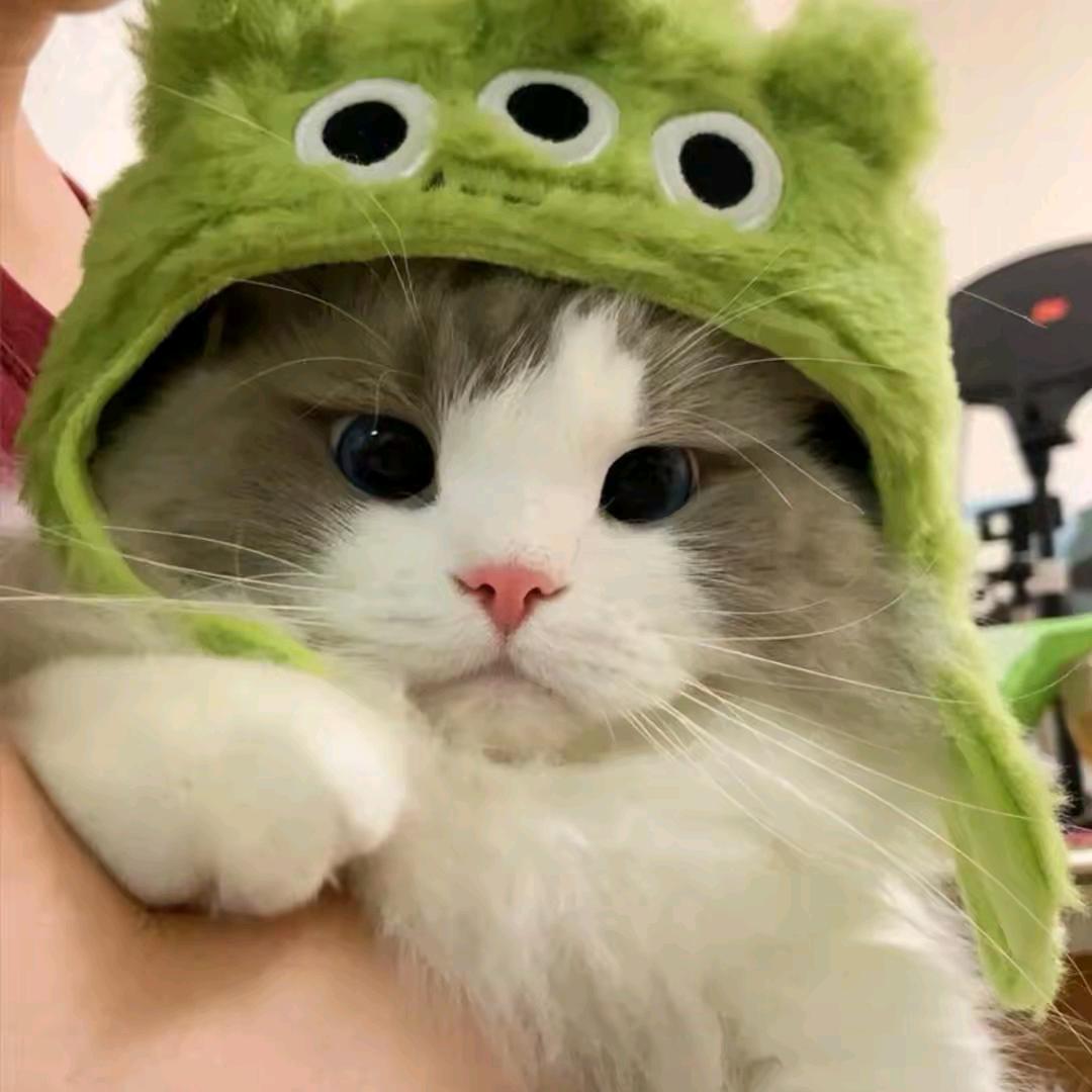 可达兔