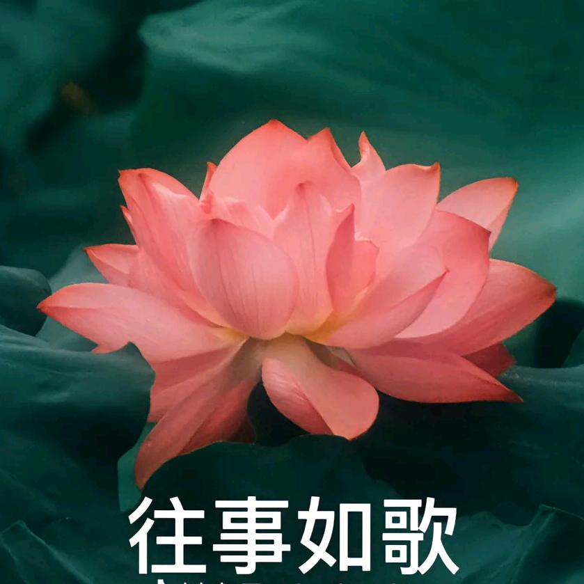 荷花肖三姐🌹