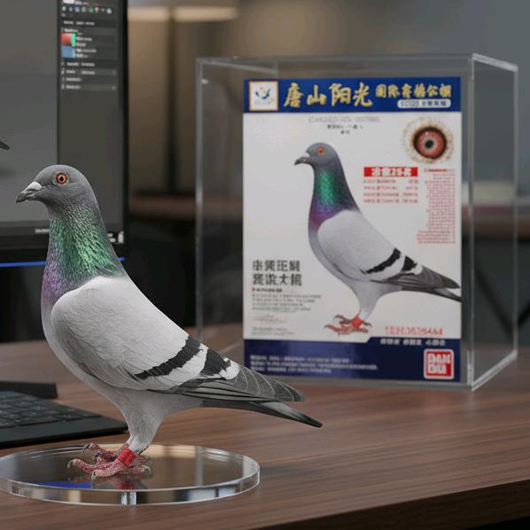 廊坊鹏冠赛鸽🏅