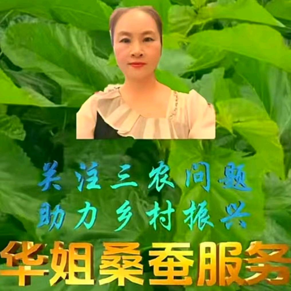 广西宜州桑蚕-华姐