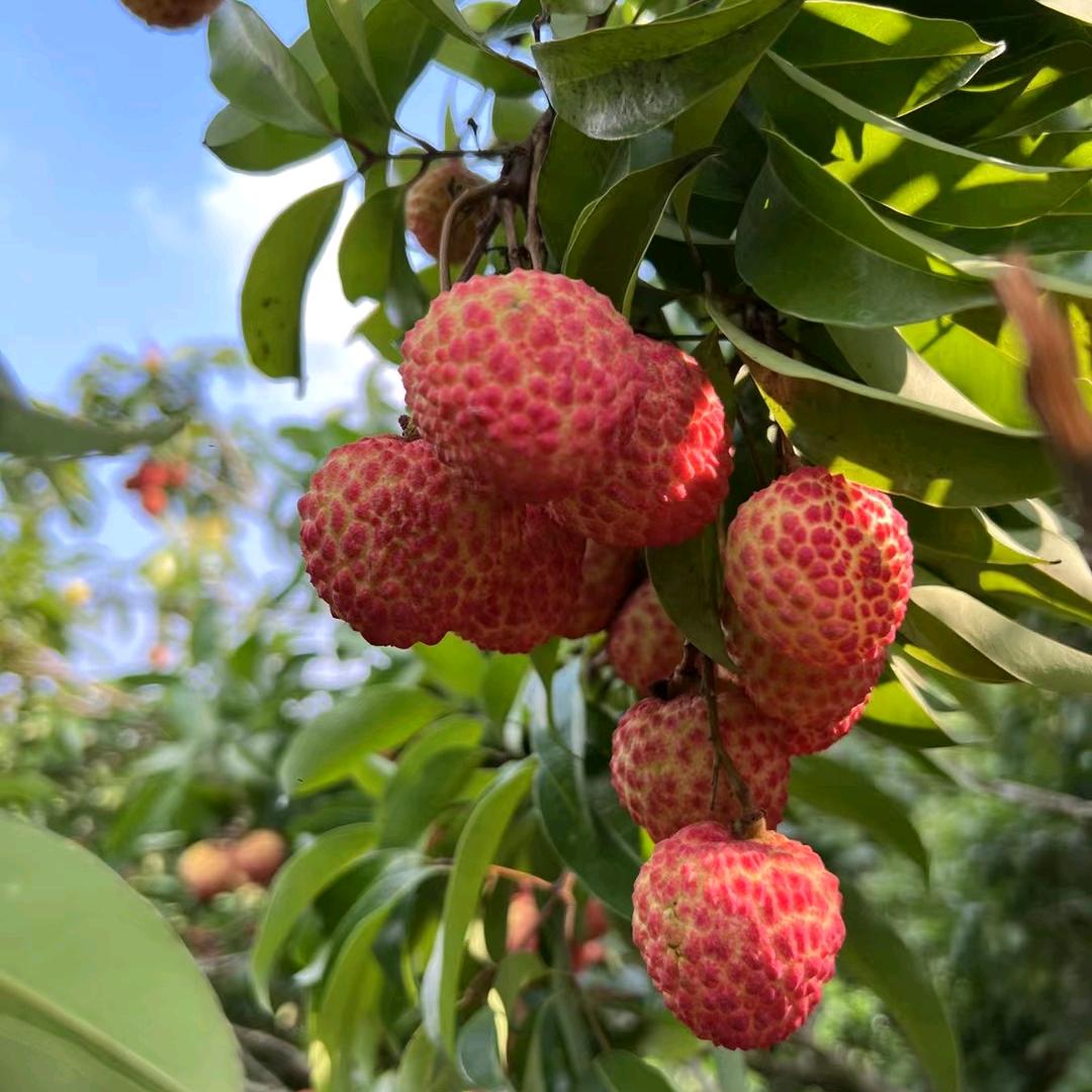 化州市合江镇嘉艺家庭农场