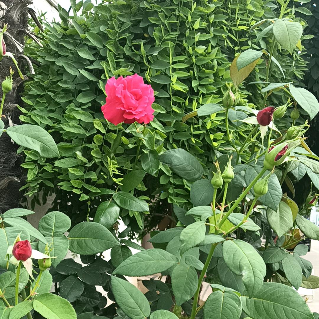 花好月圆(●—●)