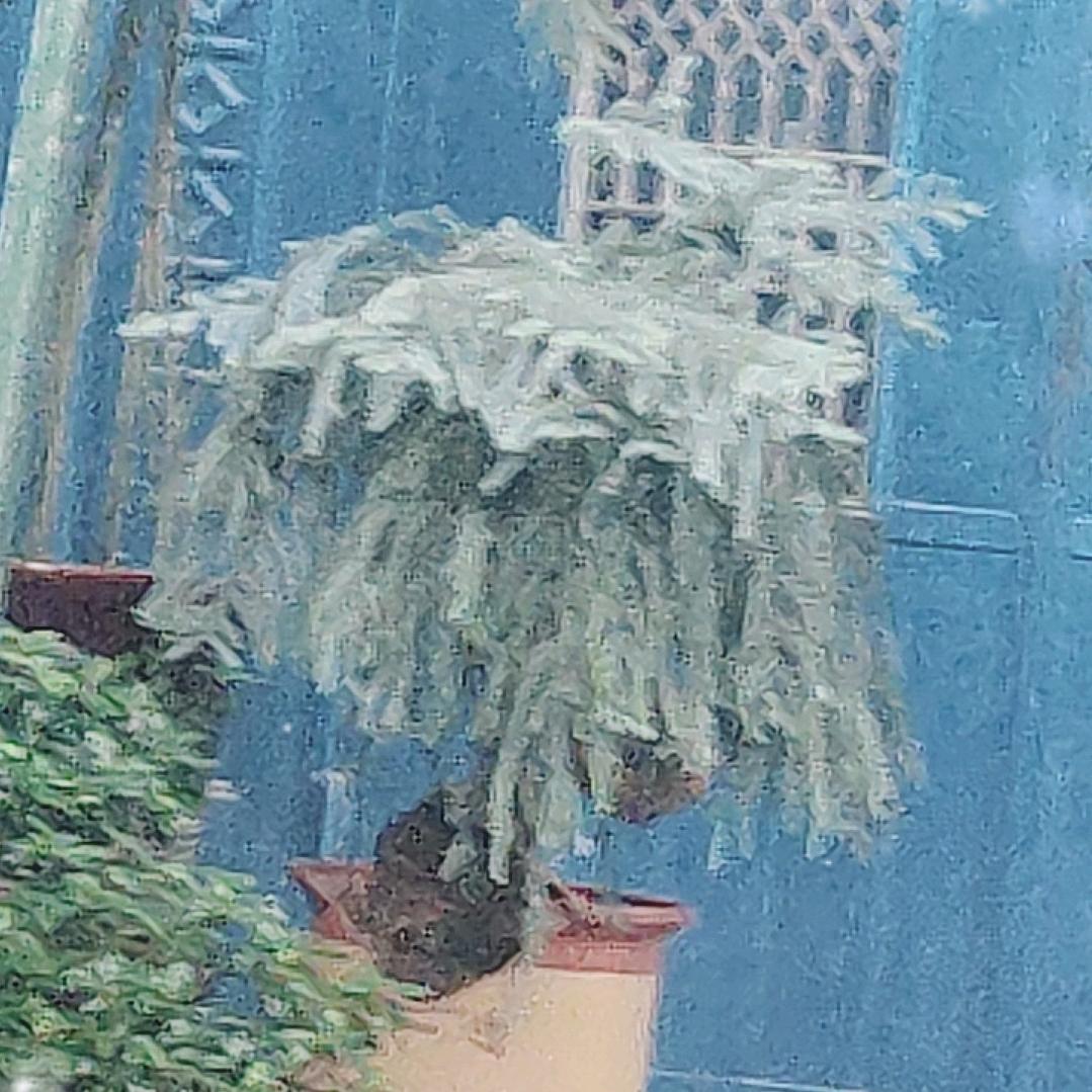 中国梦，乡村情，梦想花园