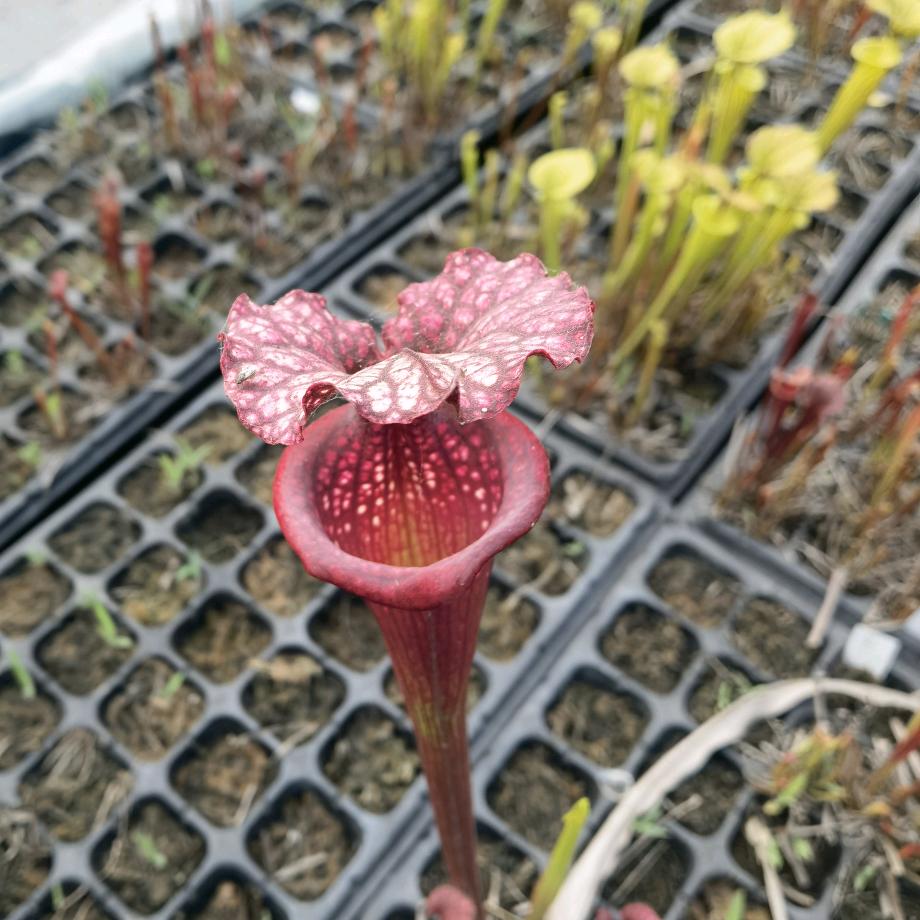 逸往XA的花匠梦