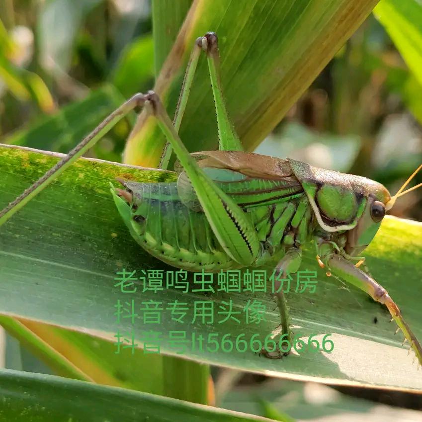 老谭鸣虫蝈蝈份房