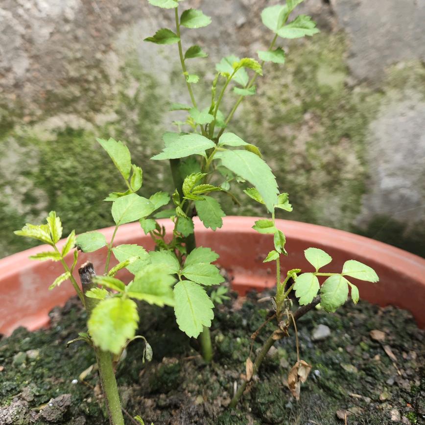 我和故乡有个约定