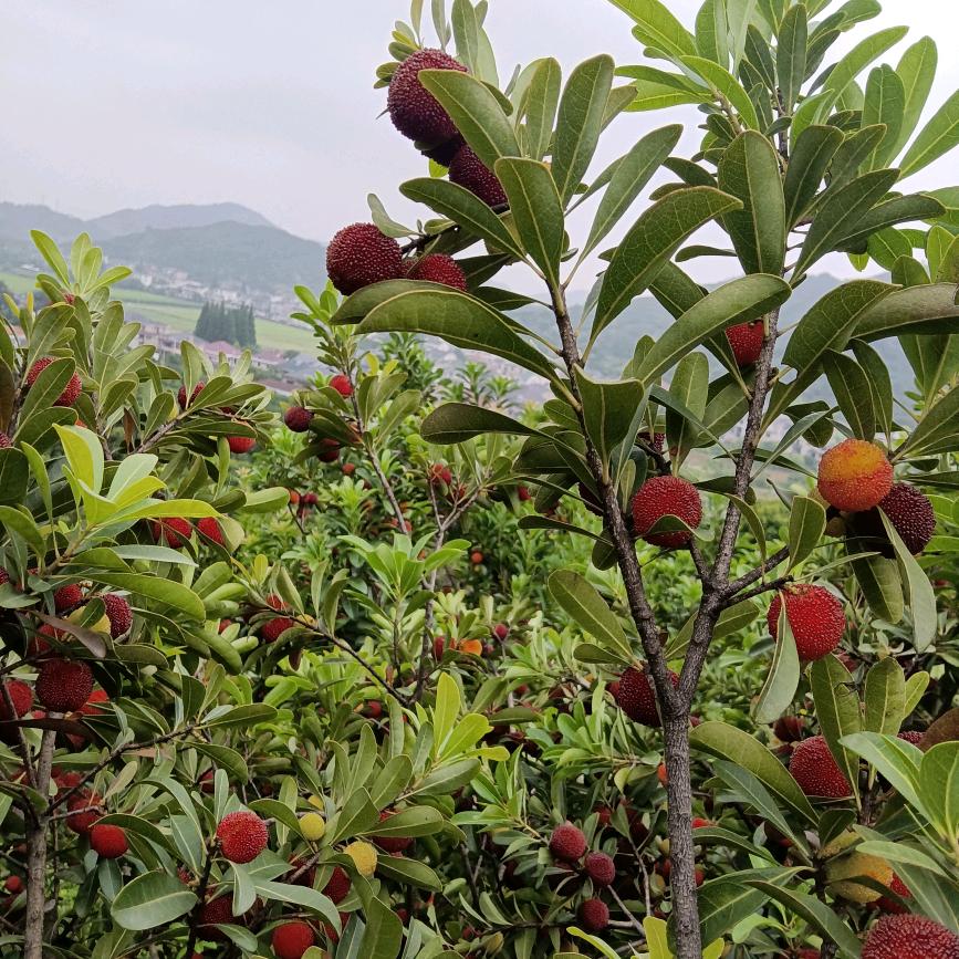 孑许人太丁丫