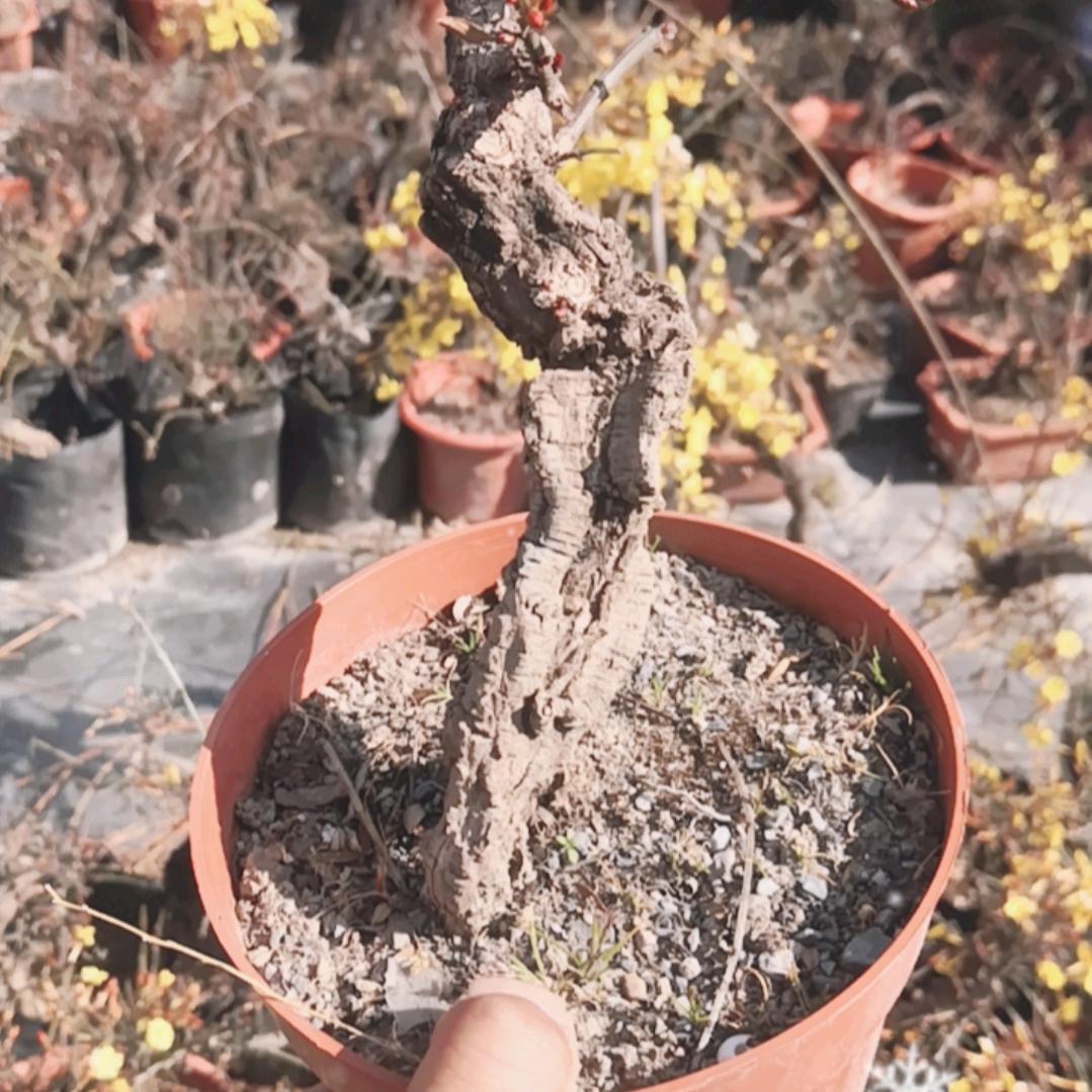 迎春花盆景花卉