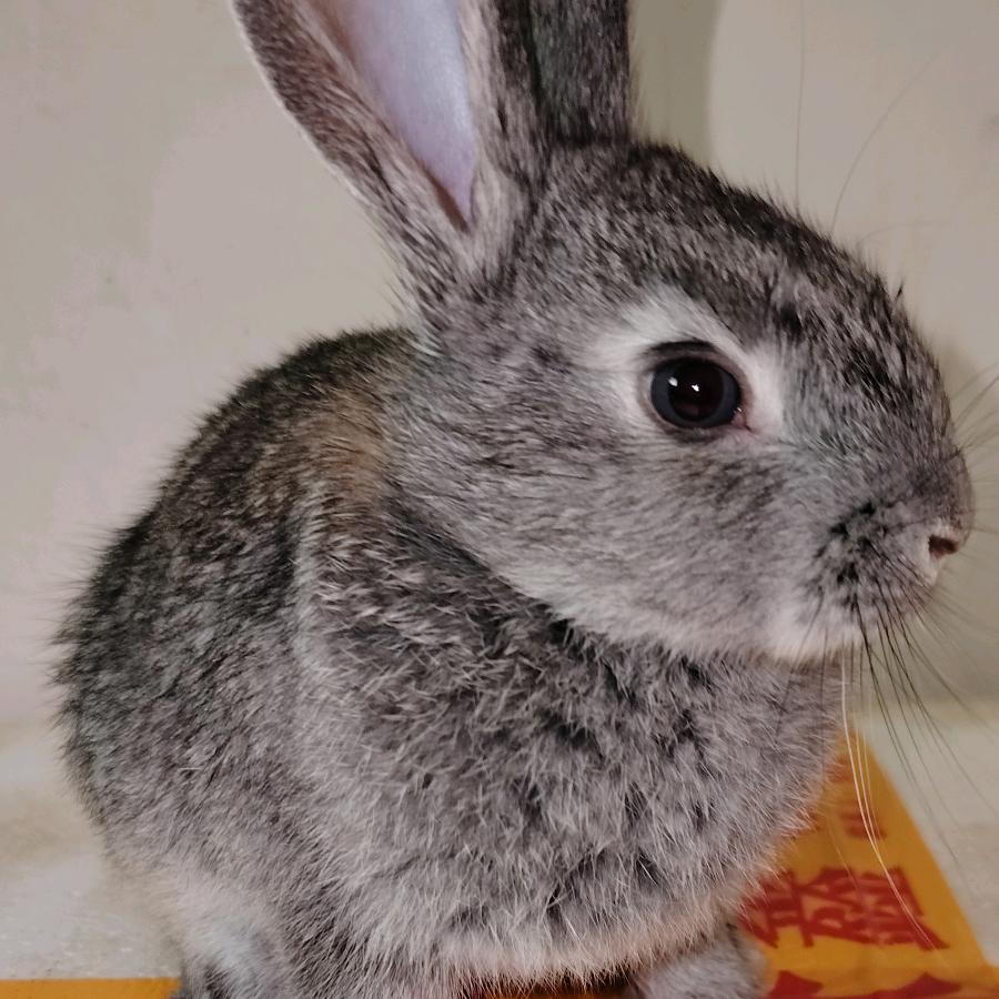 🐇