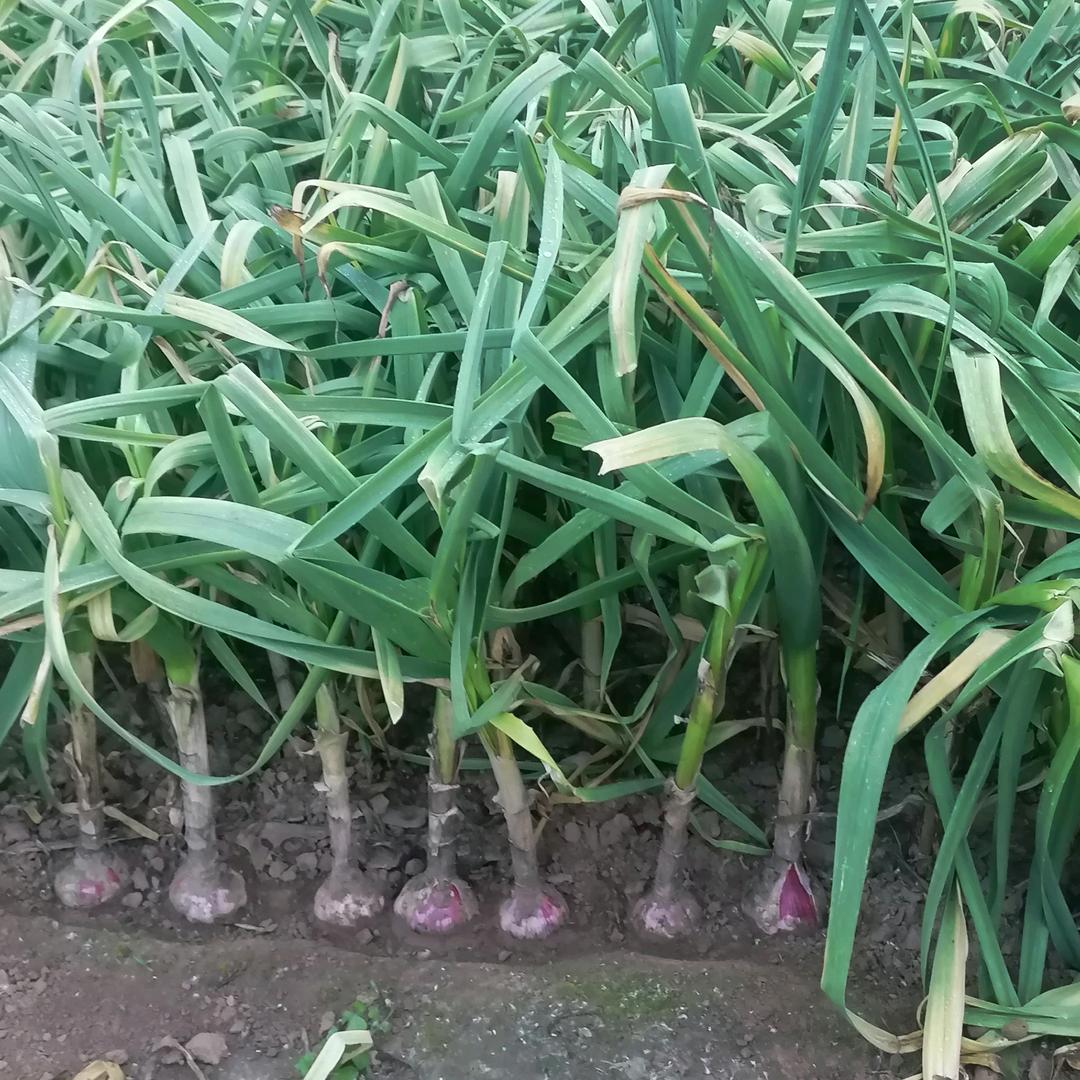 林林节水农具店