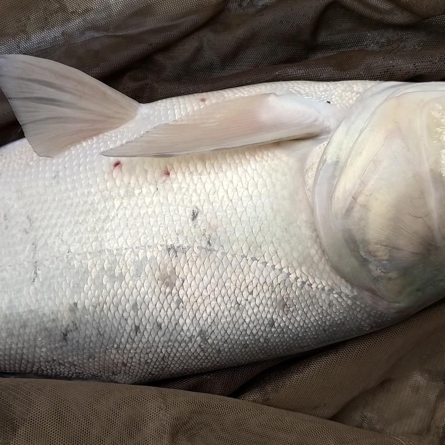 阿勇钓鱼空军大师