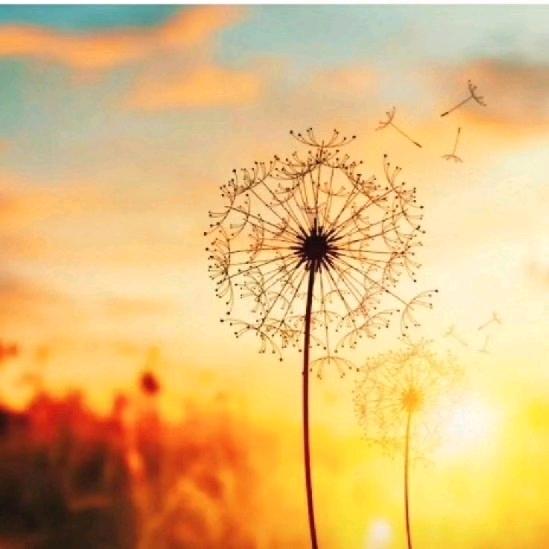 🌻(﹡ˆᴗˆ﹡)♡🌻