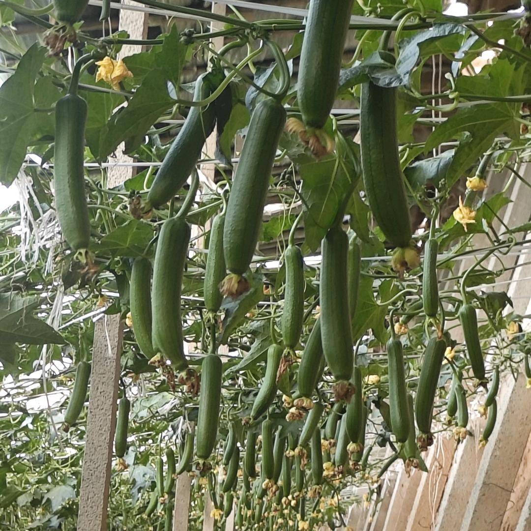 菜棚手艺人