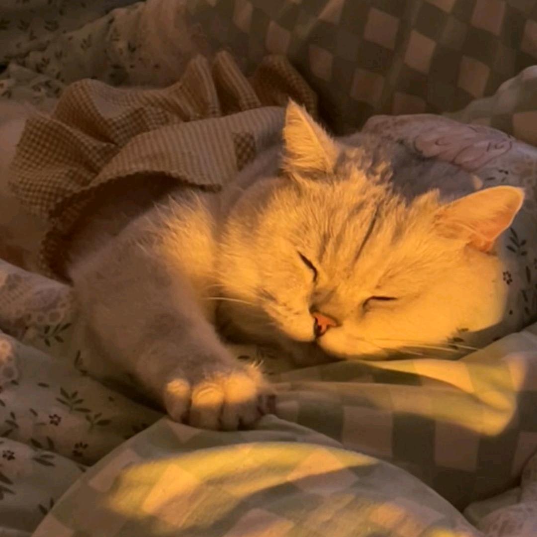 关于猫猫和妈妈的故事