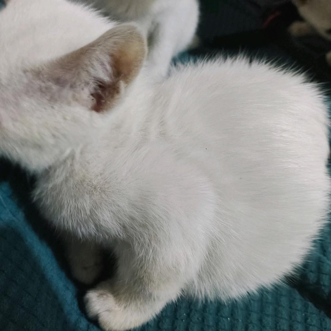 白小灰