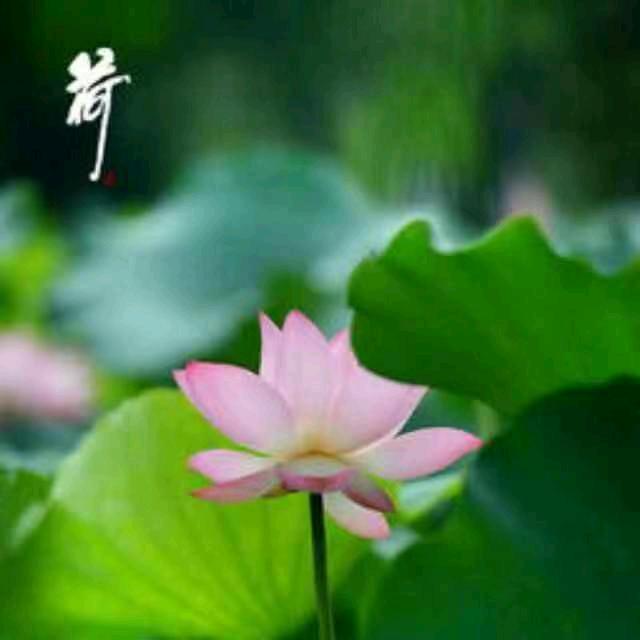 顺其自然985728