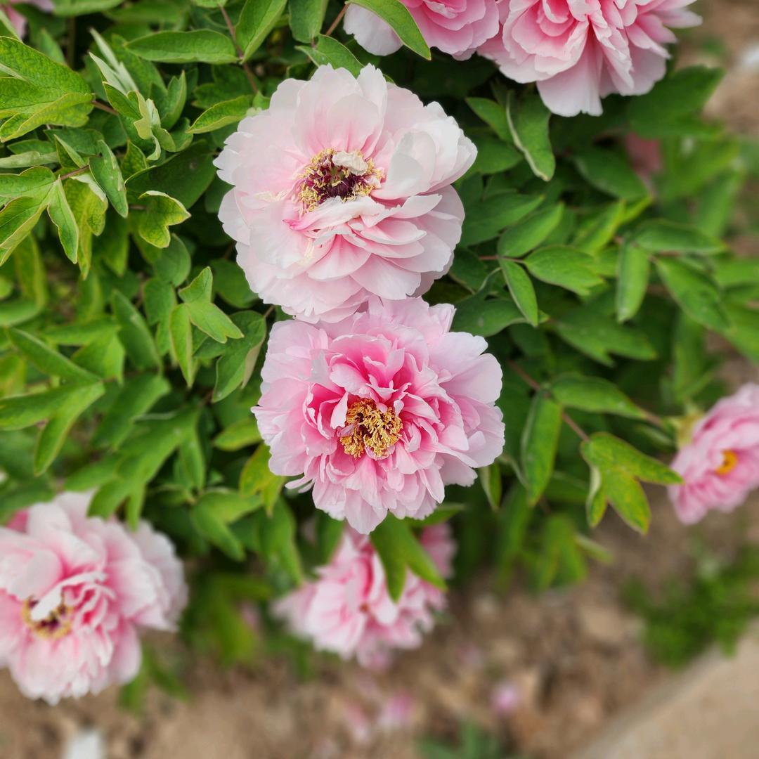 好人一生平安呀！