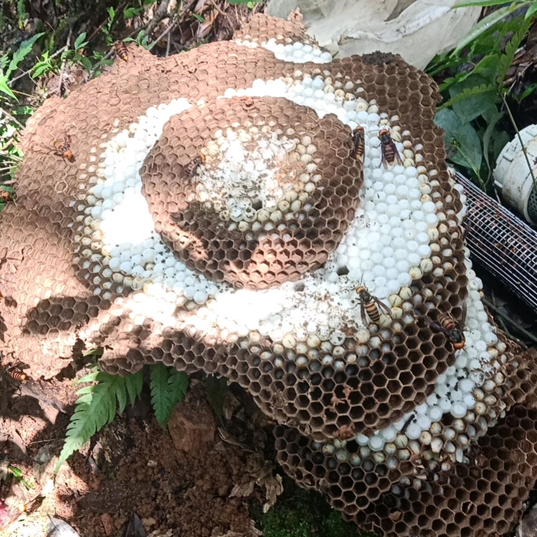 疯蜂